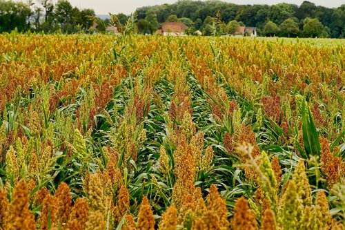 field  crop  sorghum