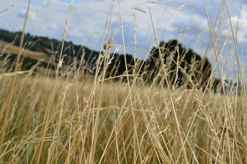 field  grass  sky