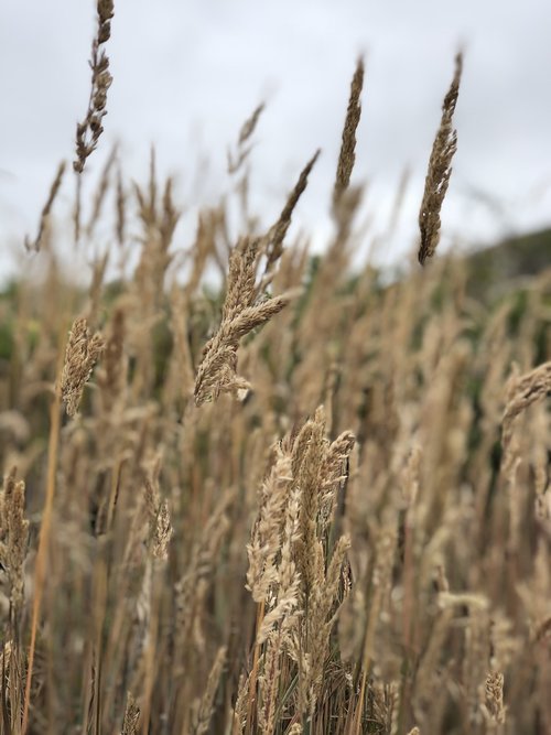 field  nature  plant