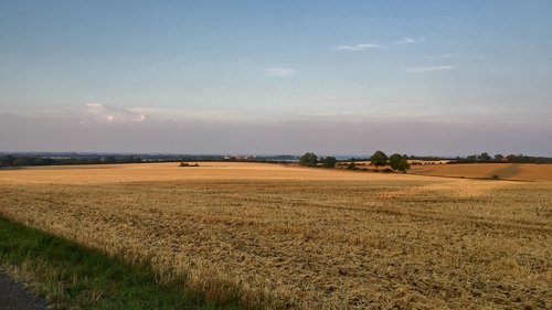 field  wheat field  harvest
