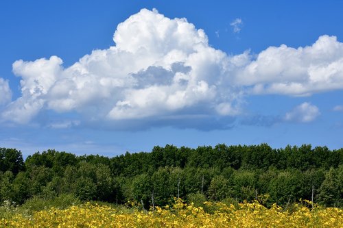 field  trees  clouds