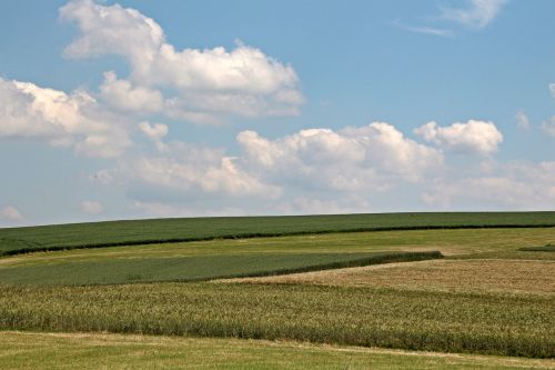 field cereals agriculture