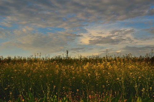 field  sky  landscape