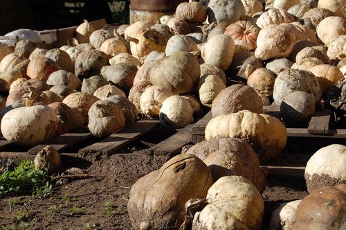 field  ecology  harvest