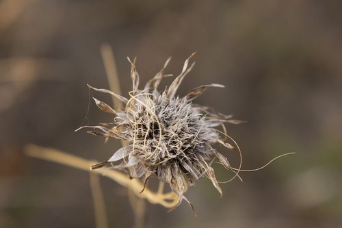 field  landscape  nature