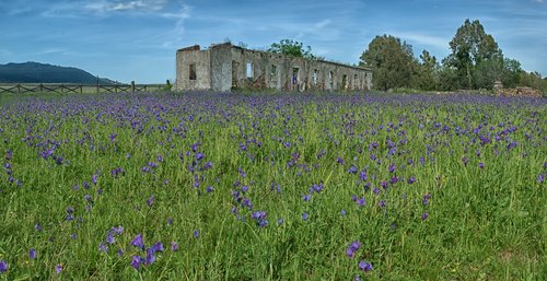 field  house  flowers