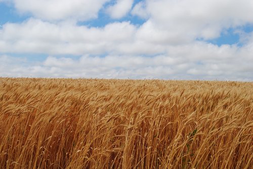 field  fall  harvest