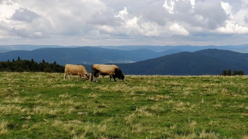 field  mountain  cows
