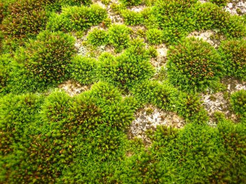 field green moss