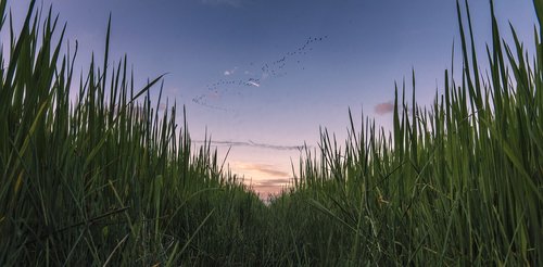 field  rice  paddy