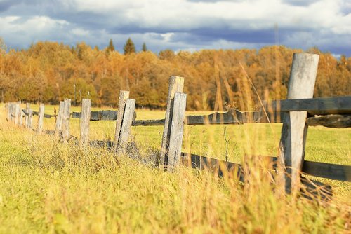 field  fence  grass
