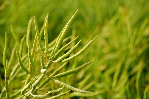 field  wheat  green