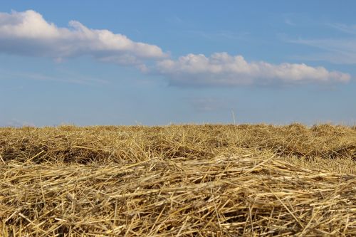 field harvest straw