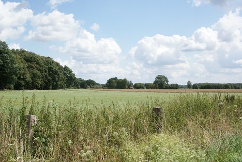 field  nature  summer