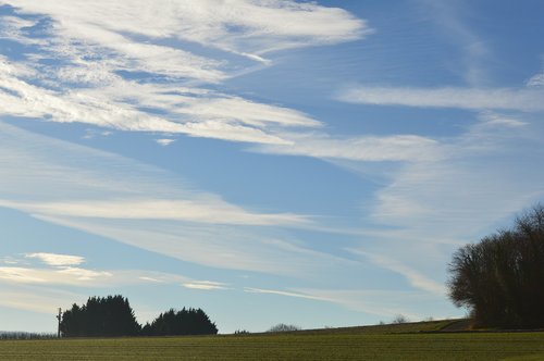 field  trees  grass