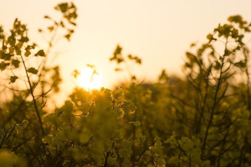 field  sunset  backlighting