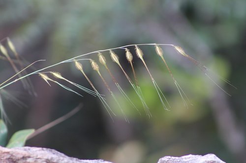 field  nature  grass