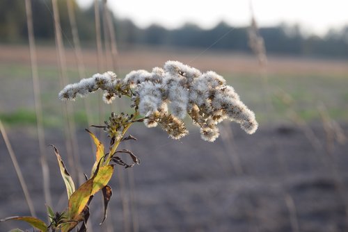 field  autumn  grass