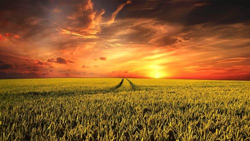 field  field of rapeseeds  landscape