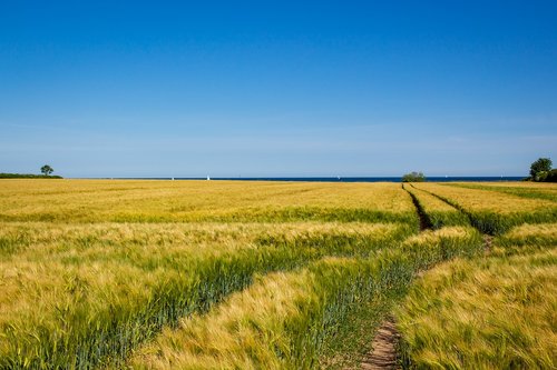 field  cereals  sky