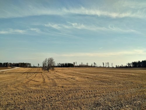 field  tree  landscape