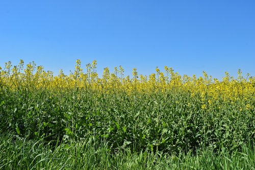 field  oilseed rape  yellow