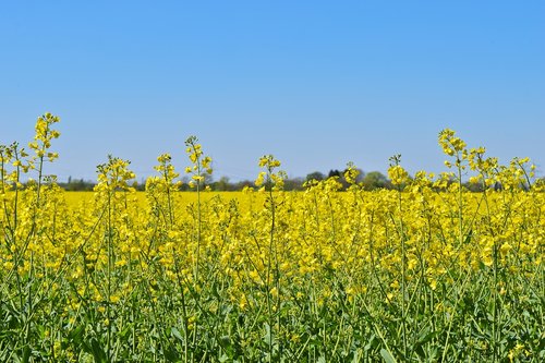 field  oilseed rape  yellow