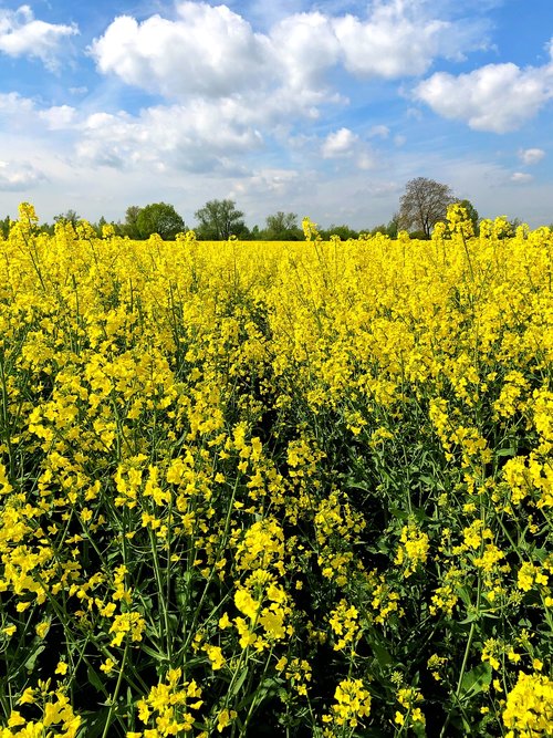 field  yellow  nature