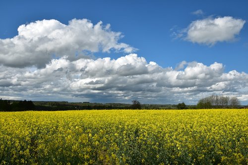 field  rapeseed  nature