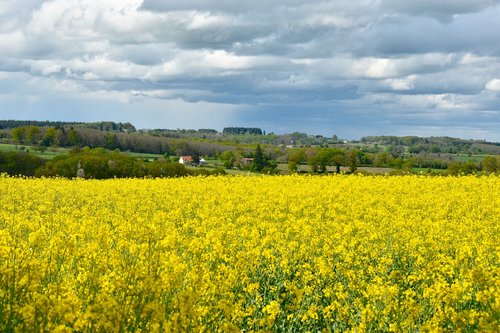 field  rapeseed  nature