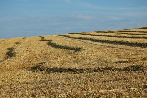 field  grain  nature