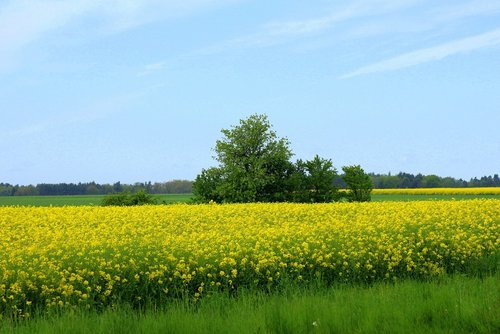 field  rapeseed  landscape spring
