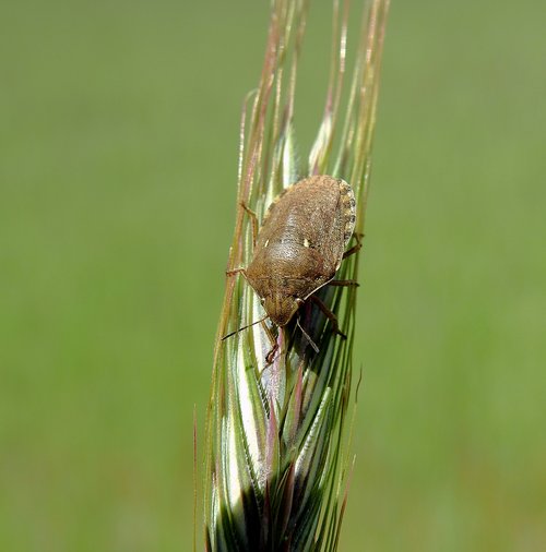 field  corn  insect