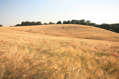field  summer  wheat