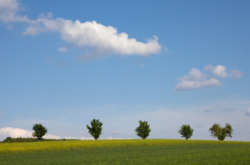 field  clouds  trees