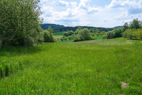 field  meadow  grass