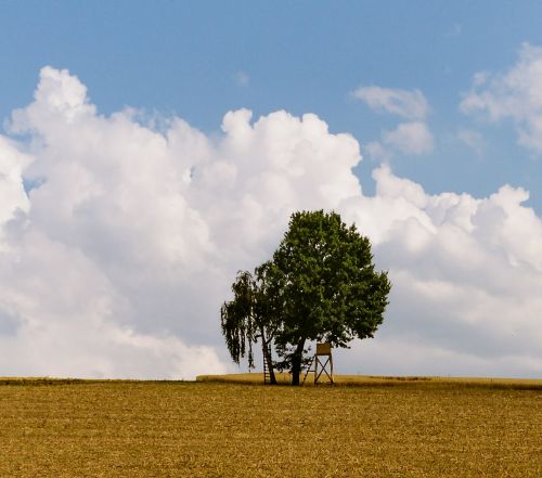 field trees nature