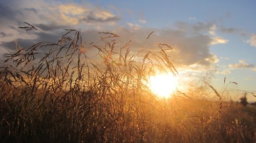 field  sun  sunset