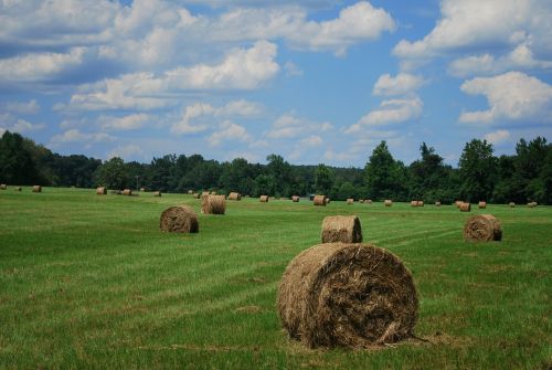 field hay bales sky