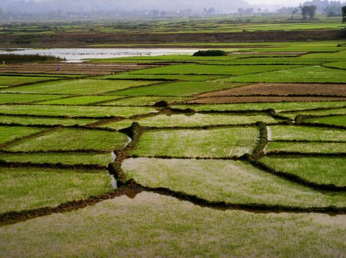 field rice green