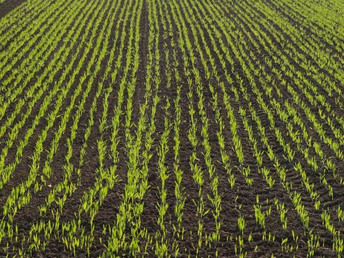 field arable corn