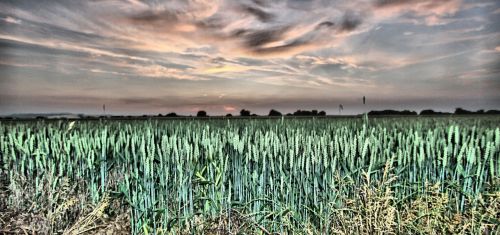 field crop agriculture