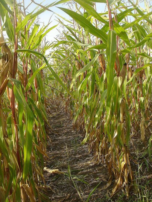 field corn crop