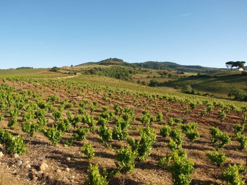 field summer vineyard