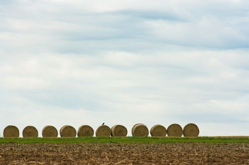 field straw hay