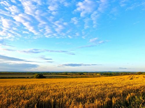 field wheat summer