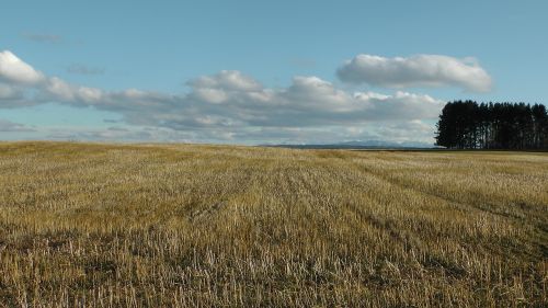 field cornfield clouds