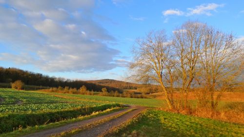 field forest landscape