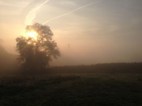 field dawn tree