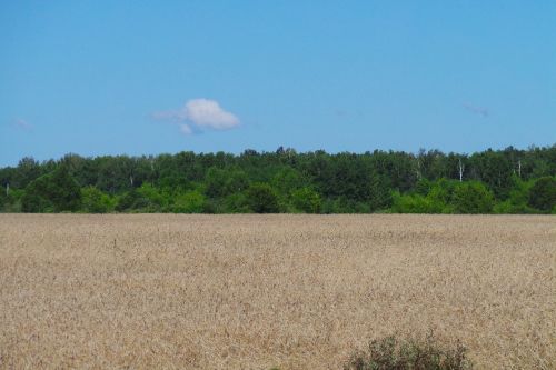 field grain sky